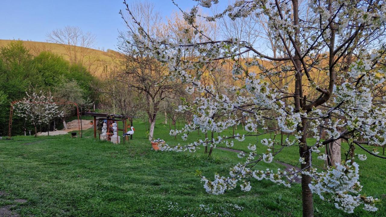 La Salasul Fermecat In Cheile Carasului Iabalcea